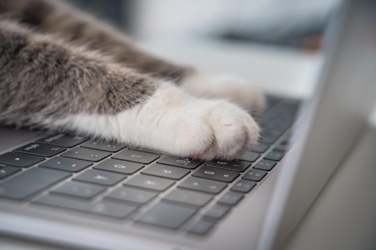 cat-working-computer