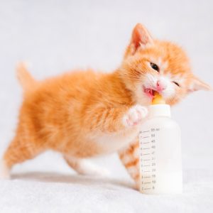 Kitten with milk