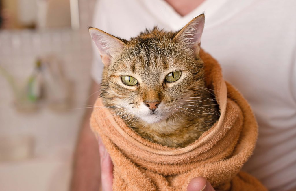 cat-is-wrapped-towel-after-washing