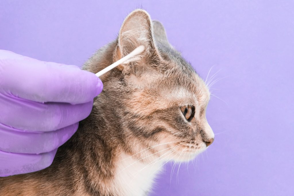cleaning cat's ears
