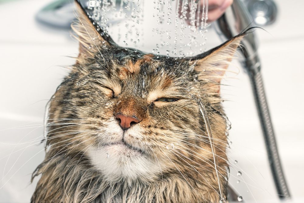 wet-cat-bath